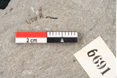 Foto (Detailansicht) von Plantae indet.  (NHMW-GEO-2024-0188-6691)